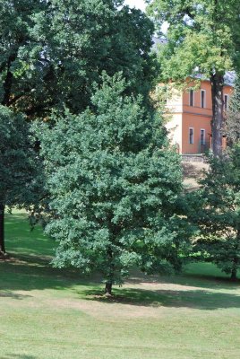 Quercus robur - dub letní - letní habitus (11)